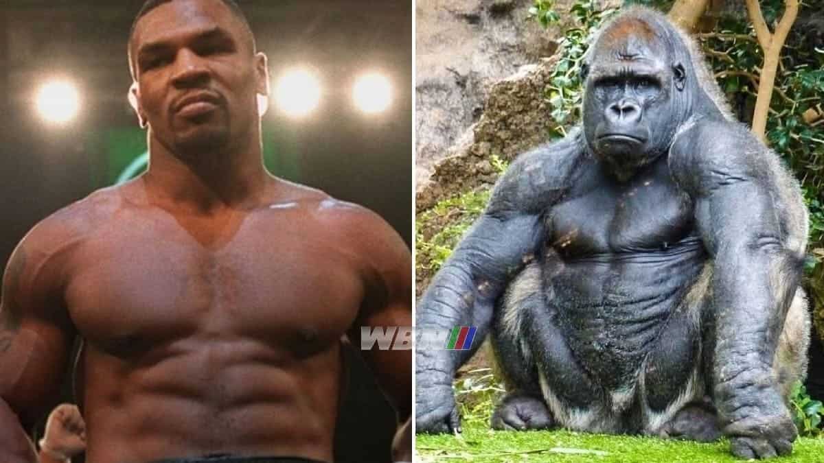Mike Tyson vs Gorilla